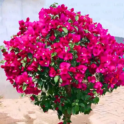Buy Bougainvillea Round shape - Plant Online at Lalitenterprise