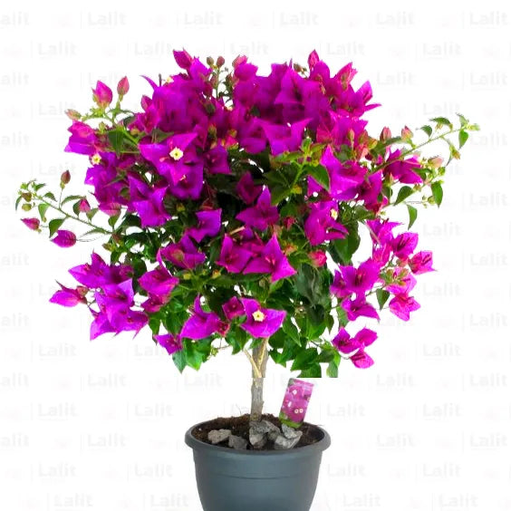 Buy Bougainvillea Round shape - Plant Online at Lalitenterprise