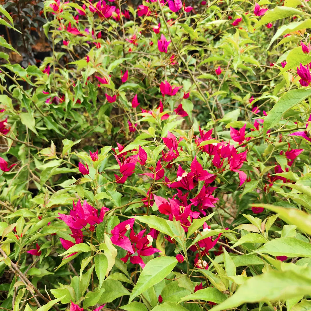 Buy Bougainvillea Ruby Pink - Plant Online at Lalitenterprise
