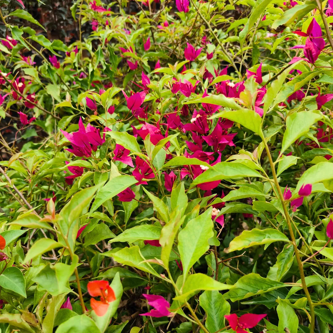 Buy Bougainvillea Ruby Pink - Plant Online at Lalitenterprise