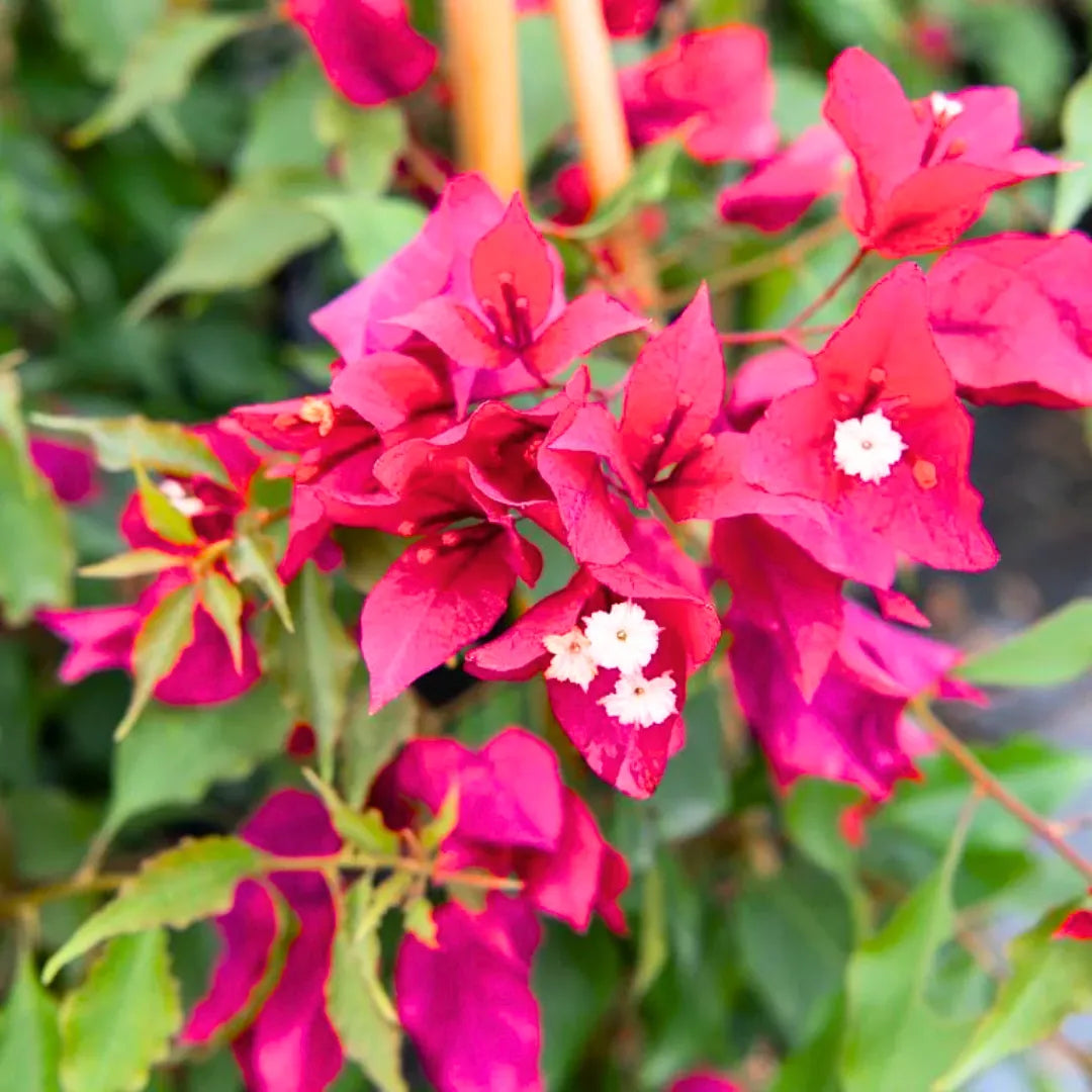 Buy Bougainvillea Ruby Pink - Plant Online at Lalitenterprise