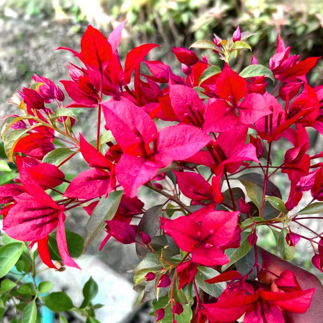 Buy Bougainvillea Ruby Pink - Plant Online at Lalitenterprise