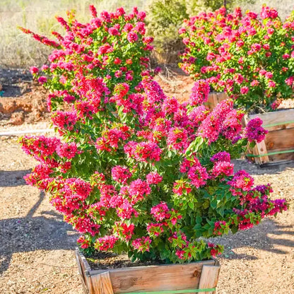 Buy Bougainvillea "Torch Glow" - Plant Online at Lalitenterprise