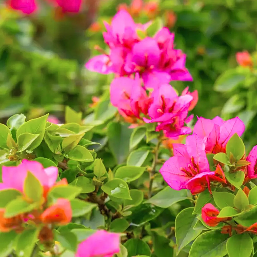 Buy Bougainvillea "Torch Glow" - Plant Online at Lalitenterprise
