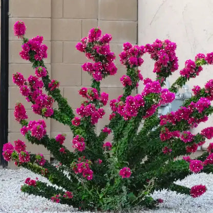 Buy Bougainvillea "Torch Glow" - Plant Online at Lalitenterprise