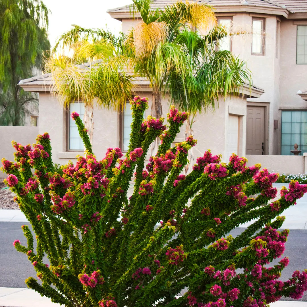 Buy Bougainvillea "Torch Glow" - Plant Online at Lalitenterprise