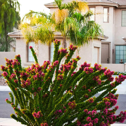 Buy Bougainvillea "Torch Glow" - Plant Online at Lalitenterprise
