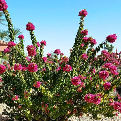 Buy Bougainvillea "Torch Glow" - Plant Online at Lalitenterprise