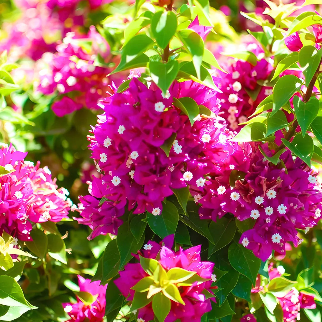Buy Bougainvillea "Torch Glow" - Plant Online at Lalitenterprise