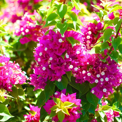 Buy Bougainvillea "Torch Glow" - Plant Online at Lalitenterprise