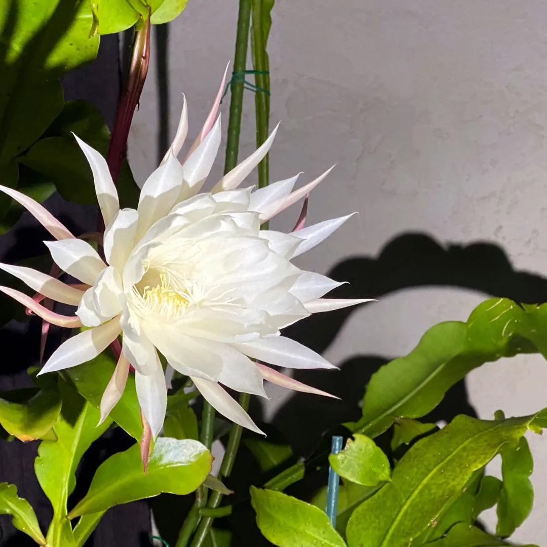 Buy Epiphyllum Oxypetalum "White" – Plant Online at Lalitenterprise