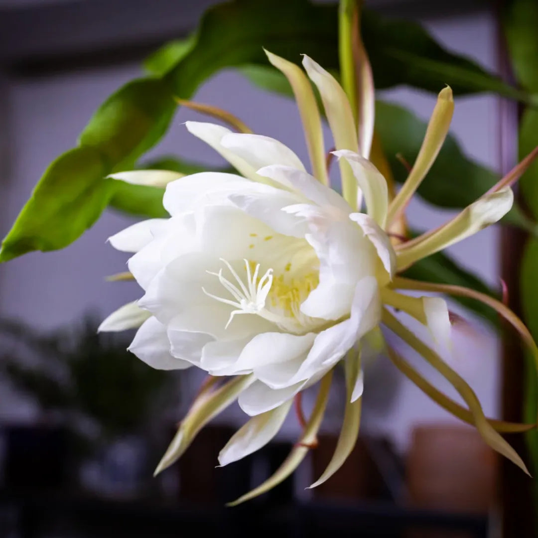 Buy Brahma Kamal "White" – Plant Online at Lalitenterprise