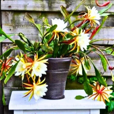 fertilizer for brahma kamal plant Brahma Kamal (Epiphyllum Oxypetalum) "White" – Plant