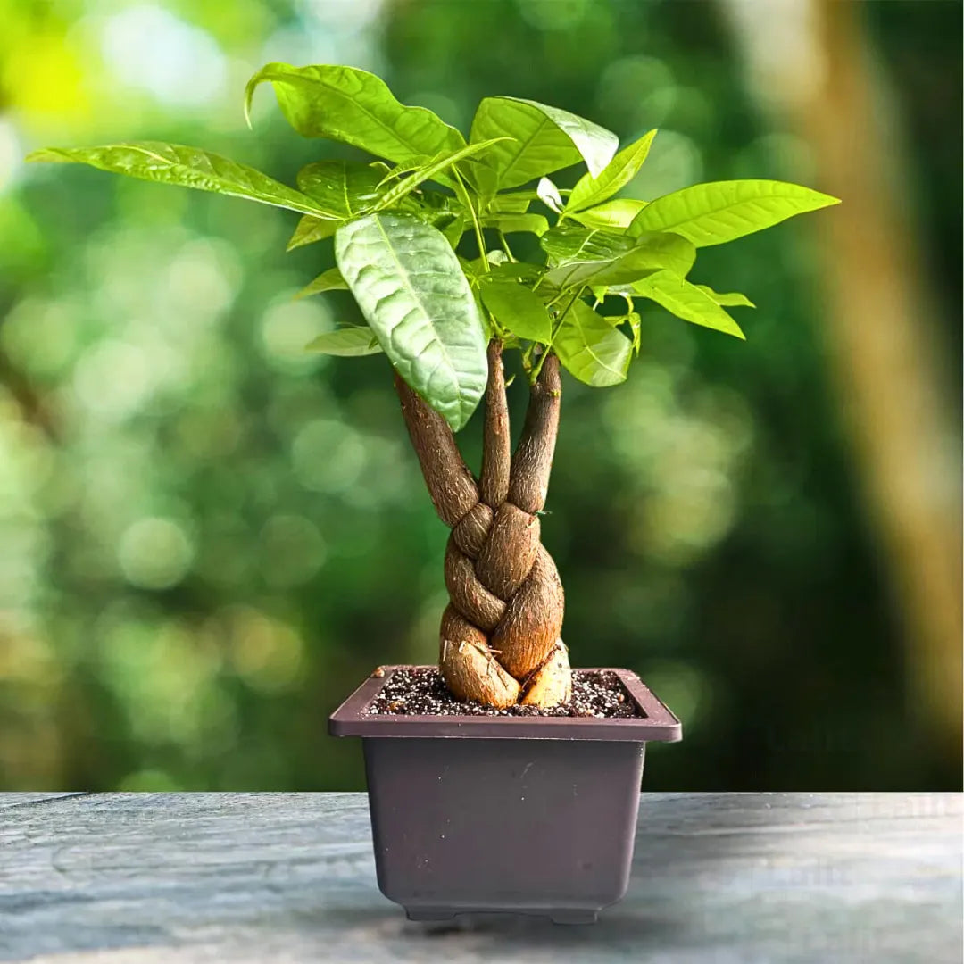 are money trees bonsai Braided Pachira Aquatic, Money Tree Bonsai