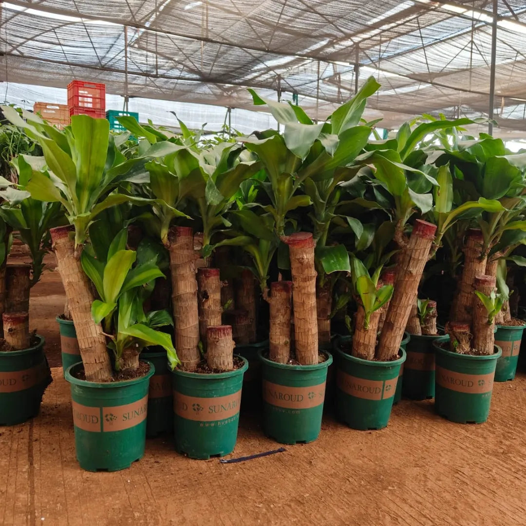 Buy Brazilian Lucky Wood Big Size – Plant Online at Lalitenterprise