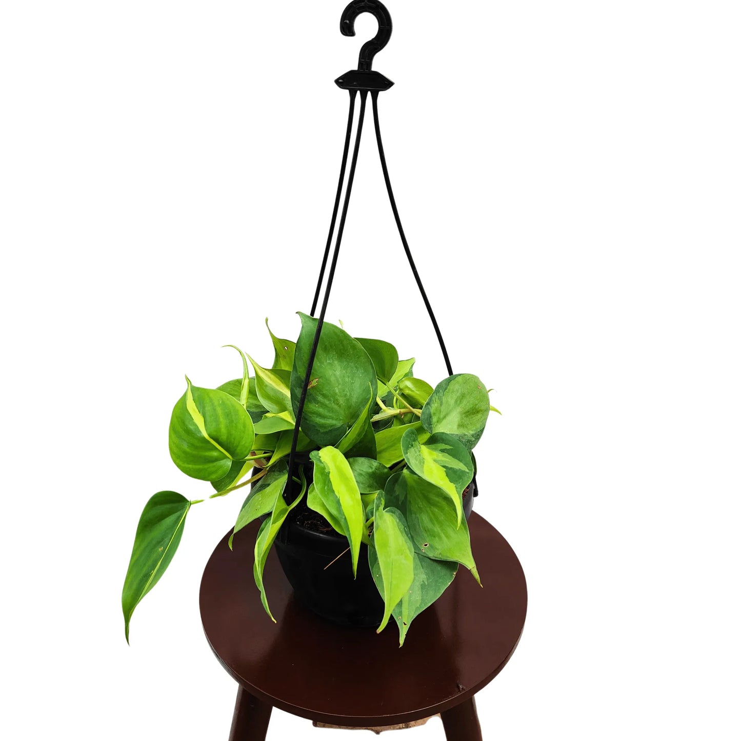 Buy Brasil Pothos With Hanging Basket Online at Lalitenterprise