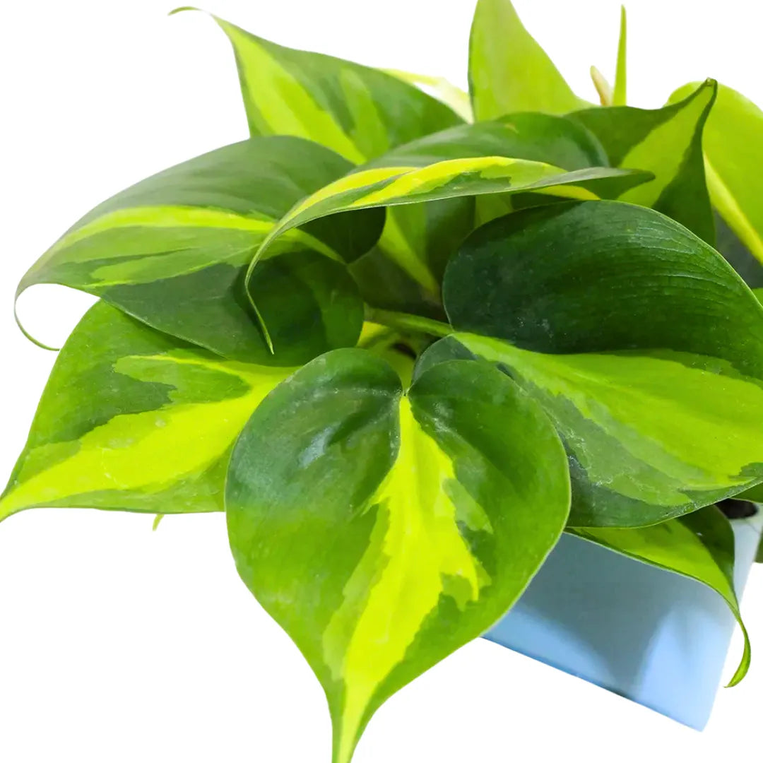 Buy Philodendron Brasil Pothos - Plant Online at Lalitenterprise