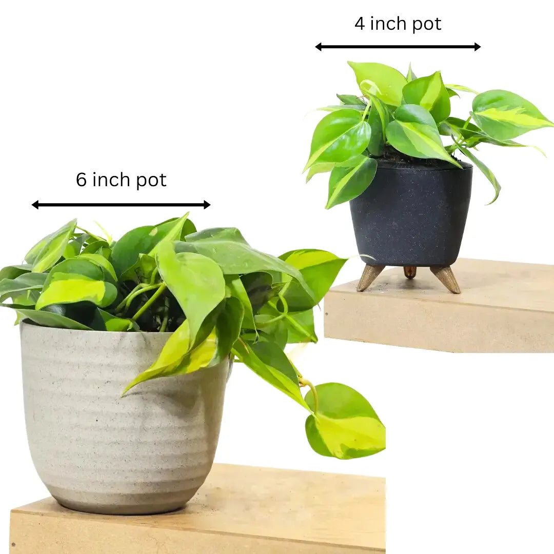 Buy Philodendron Brasil Pothos "Scandens Variegated" - Plant Online at Lalitenterprise