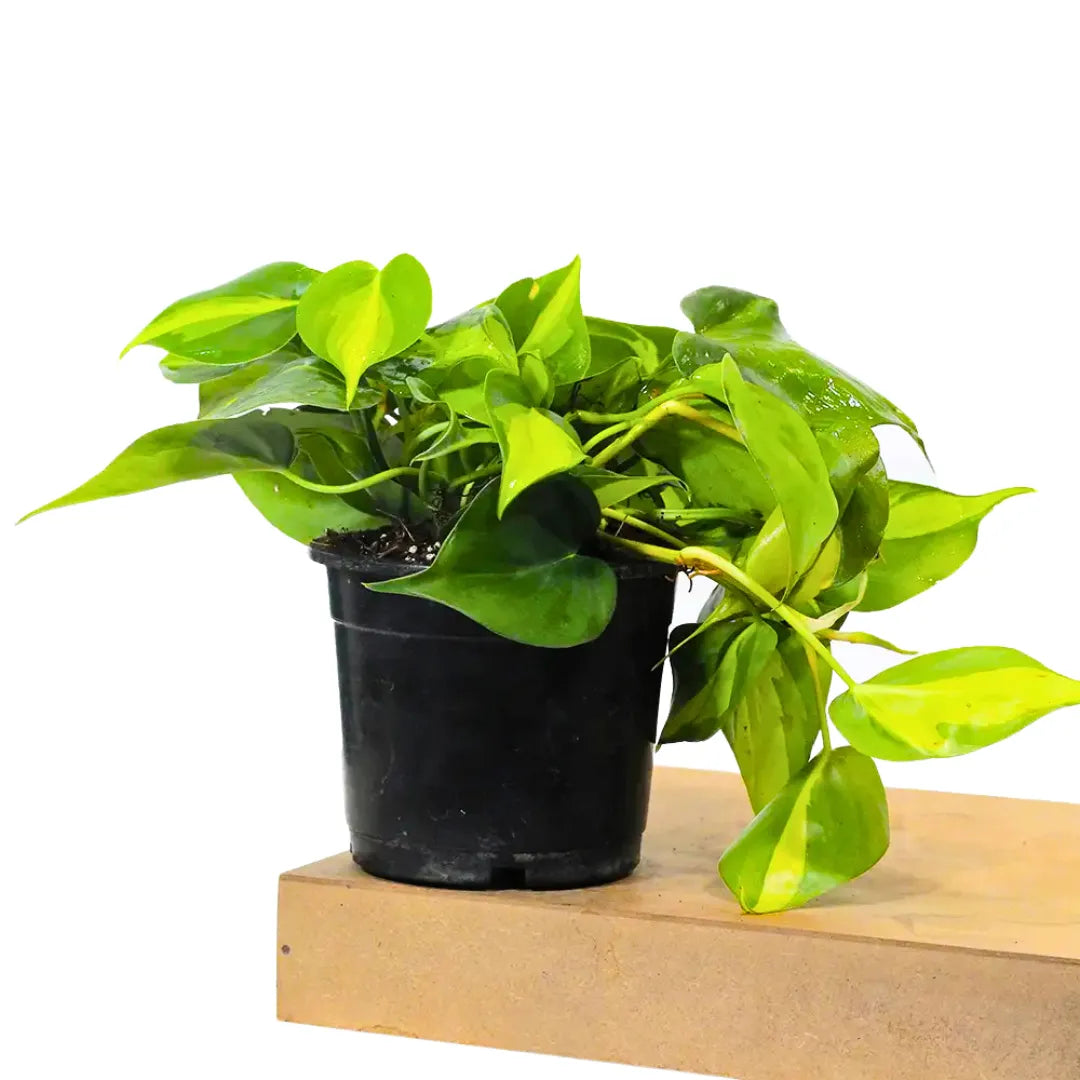 Buy Philodendron Brasil Pothos - Plant Online at Lalitenterprise