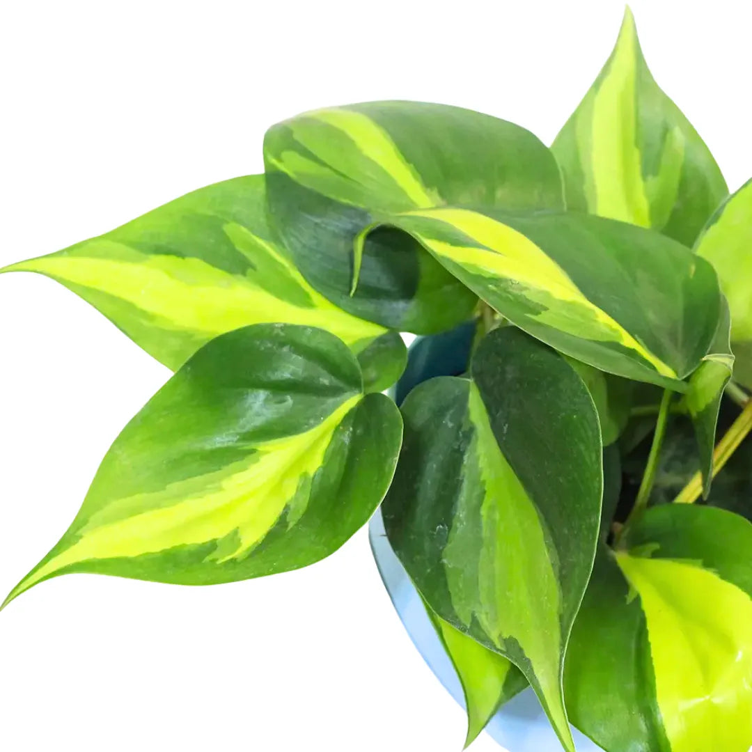 Buy Philodendron Brasil Pothos "Scandens Variegated" - Plant Online at Lalitenterprise