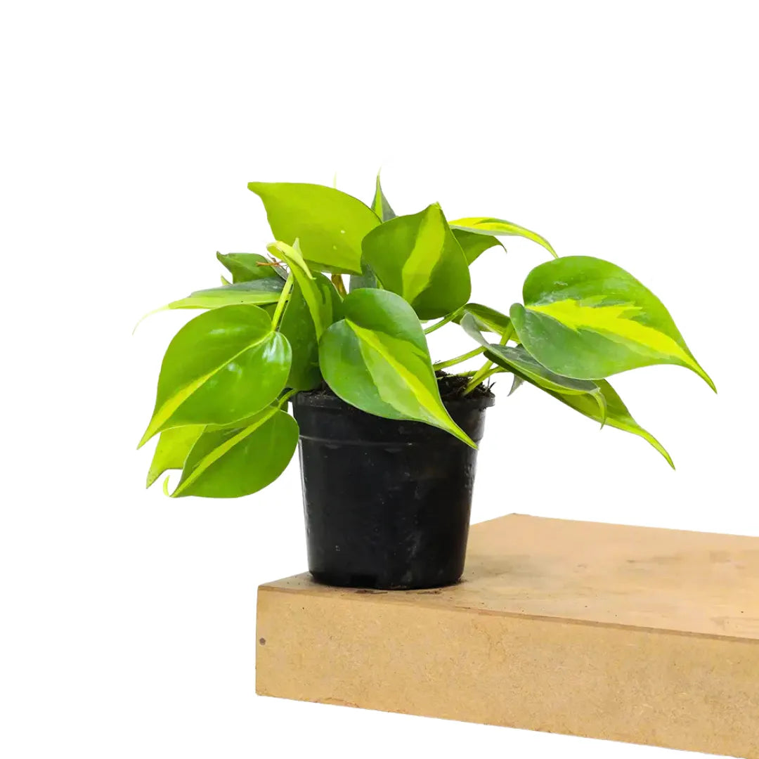 Buy Philodendron Brasil Pothos "Scandens Variegated" - Plant Online at Lalitenterprise