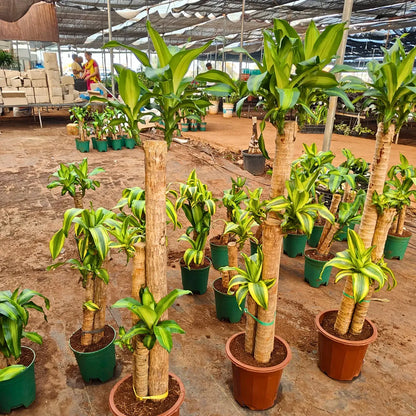 Buy Brazilian Lucky Wood Big Size (Dracaena Massangeana) Corn – Plant Online at Lalitenterprise