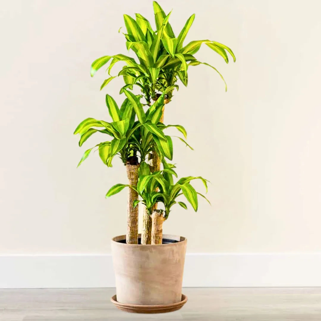 Buy Dracaena Massangeana – Plant Online at Lalitenterprise