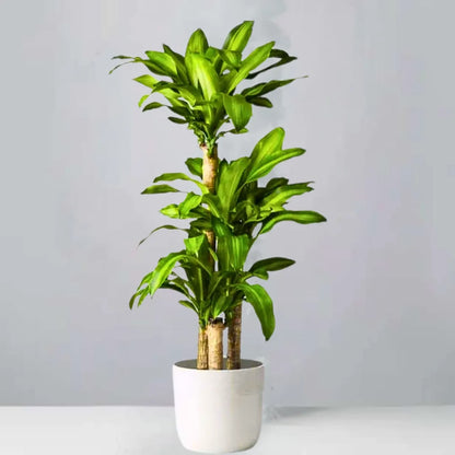 dracaena massangeana pot size Brazilian Lucky Wood Big Size (Dracaena Massangeana) Corn – Plant – Lalit Enterprise