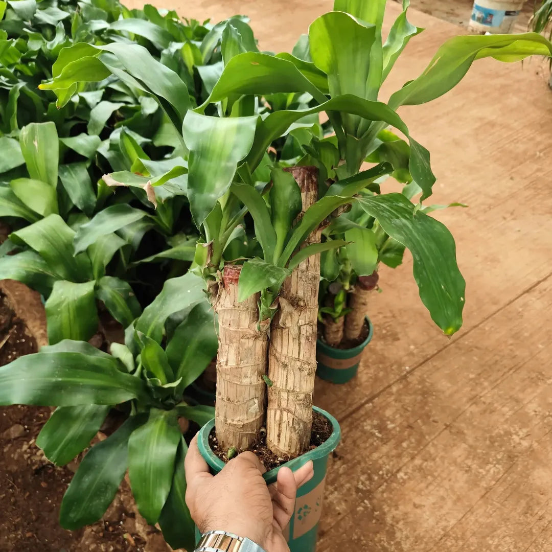 Buy Brazilian Lucky Wood Big Size – Plant Online at Lalitenterprise