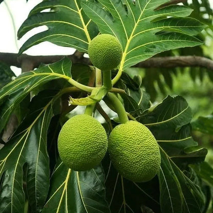 Buy Breadfruit "Grafted" (Artocarpus Altilis) - Plant Online at Lalitenterprise