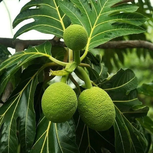 Buy Breadfruit "Grafted" (Artocarpus Altilis) - Plant Online at Lalitenterprise