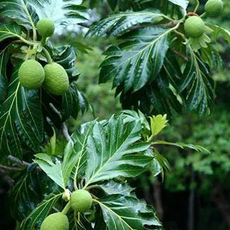 Buy Breadfruit "Grafted" (Artocarpus Altilis) - Plant Online at Lalitenterprise