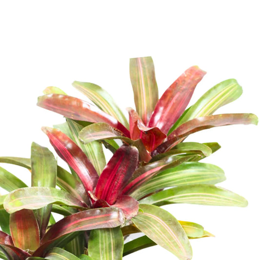 Buy Bromeliad "Neoregelia" (Red) - Plant Online at Lalitenterprise