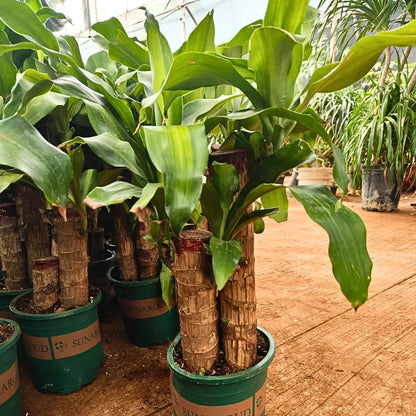 Buy Brazilian Lucky Wood Big Size – Plant Online at Lalitenterprise