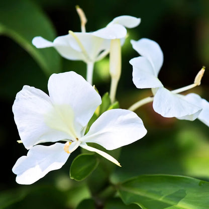 where to buy white ginger lily Butterfly Ginger Lily (Hedychium Coronarium)
