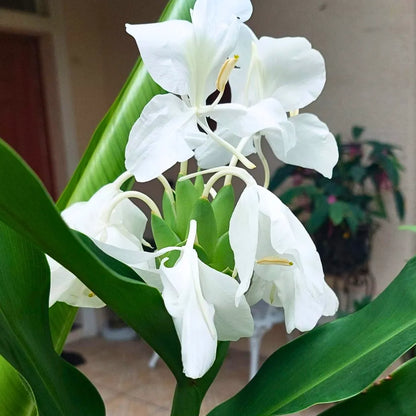 where to buy white ginger lily Butterfly Ginger Lily (Hedychium Coronarium)