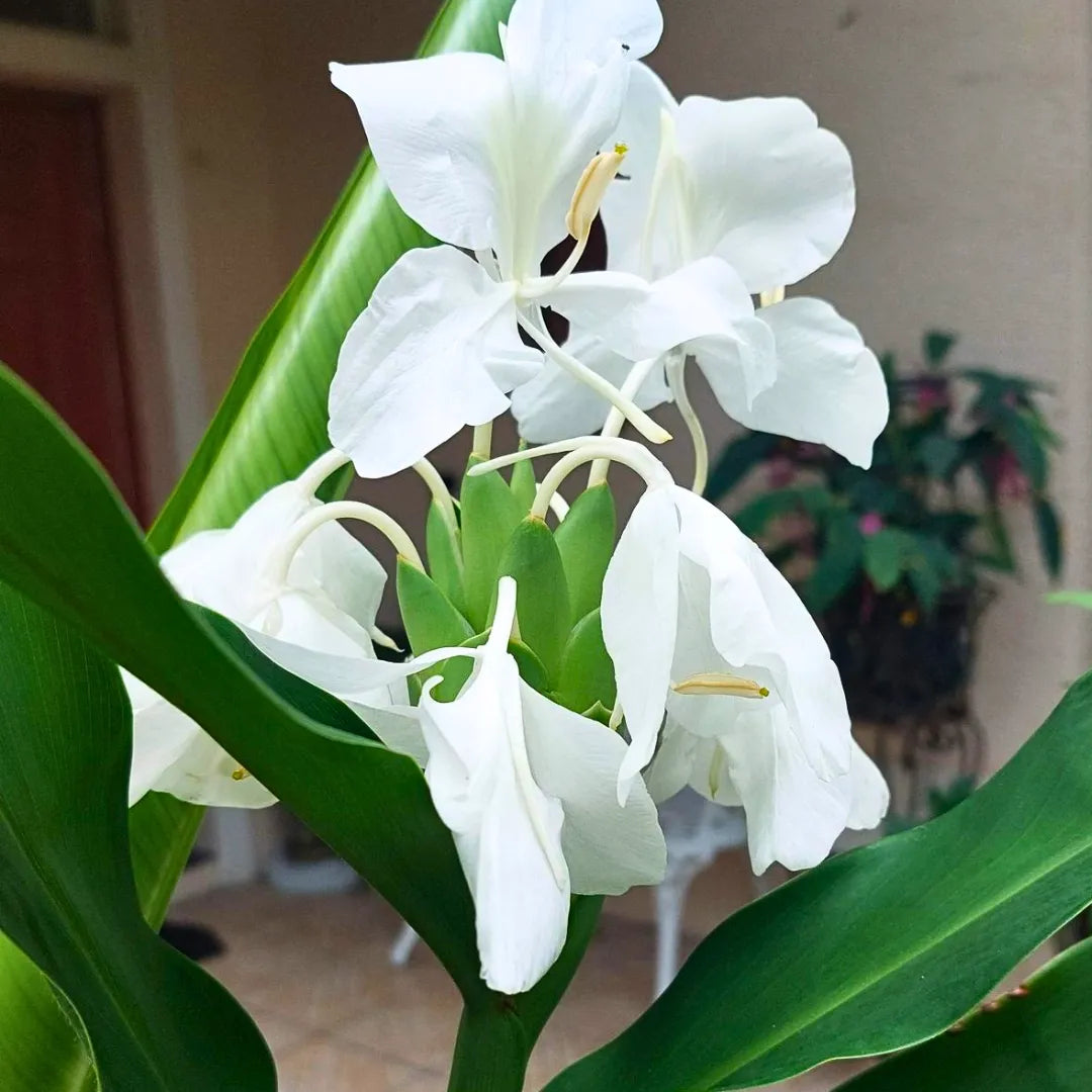 Buy Hedychium coronarium Plant online at Lalitenterprise