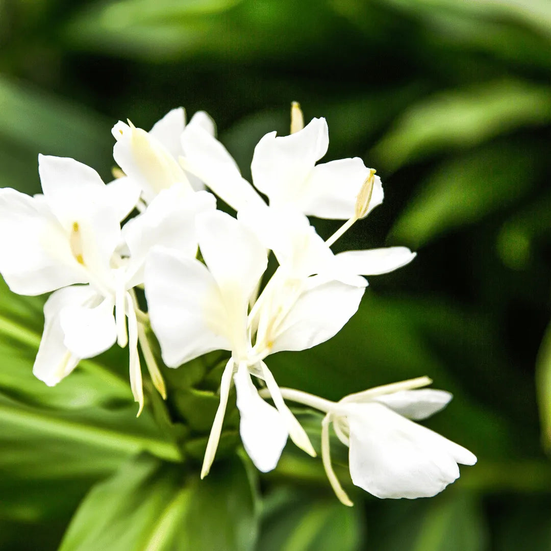 white ginger lily plant Butterfly Ginger Lily (Hedychium Coronarium)