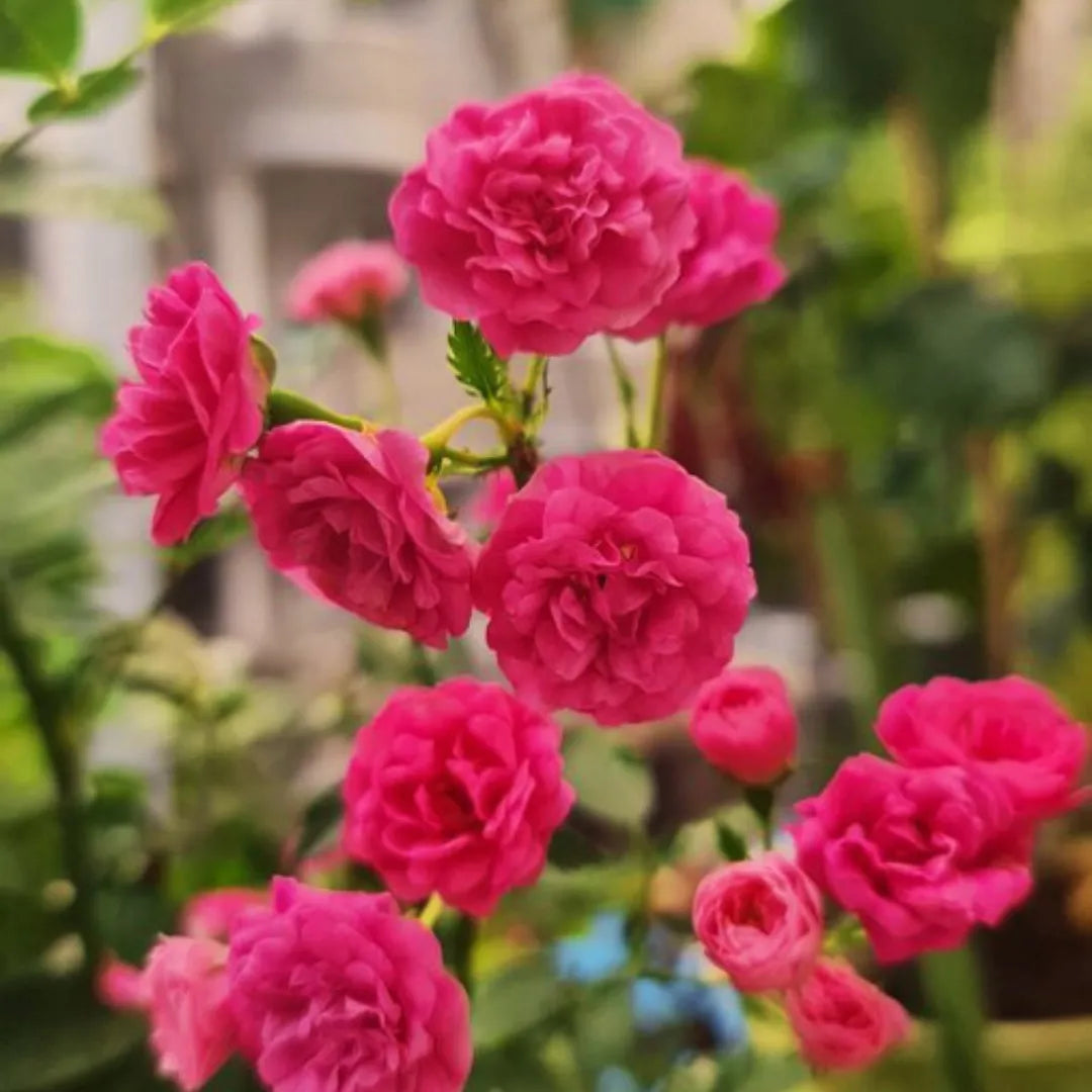 Button Rose Color Button Rose (Miniature Rose)