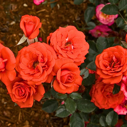 Button Rose Plant "Orange" Online at Lalitenterprise