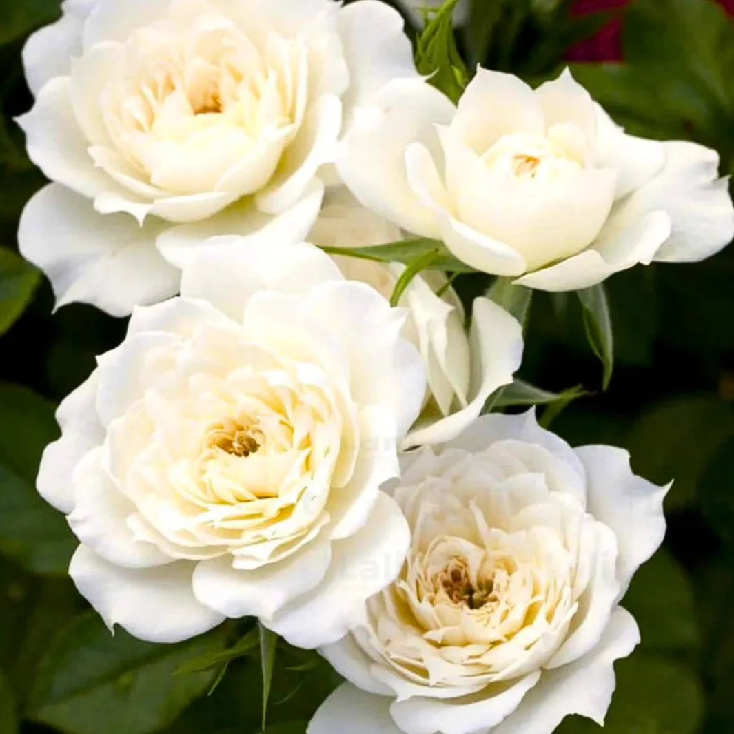 Button Eye Roses Button Rose (Miniature Rose)