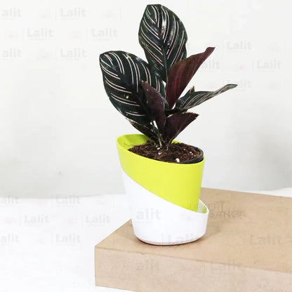 Buy Calathea Ornata - Plant Online at Lalitenterprise