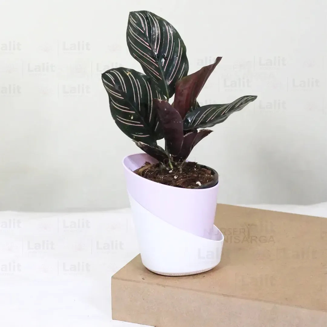 Buy Marantha Ornata Plant (Maranta Majestica, Calathea Ornata) - Plant Online at Lalitenterprise