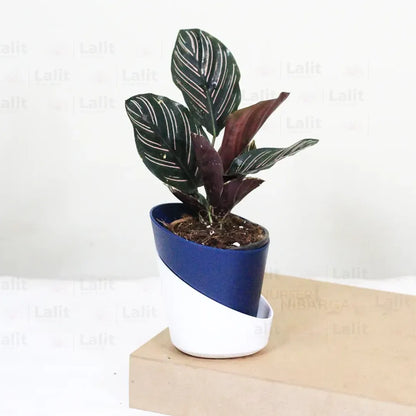 Buy Calathea Ornata - Plant Online at Lalitenterprise