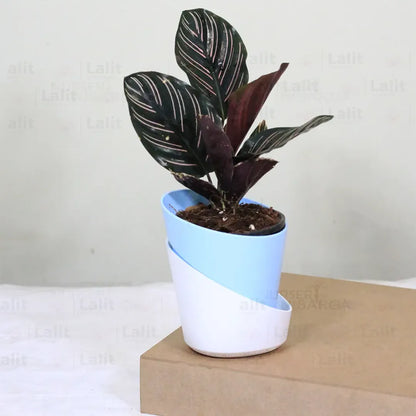 Buy Marantha Ornata - Plant Online at Lalitenterprise