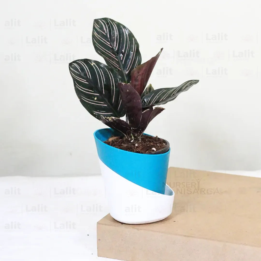 Buy Calathea Ornata - Plant Online at Lalitenterprise