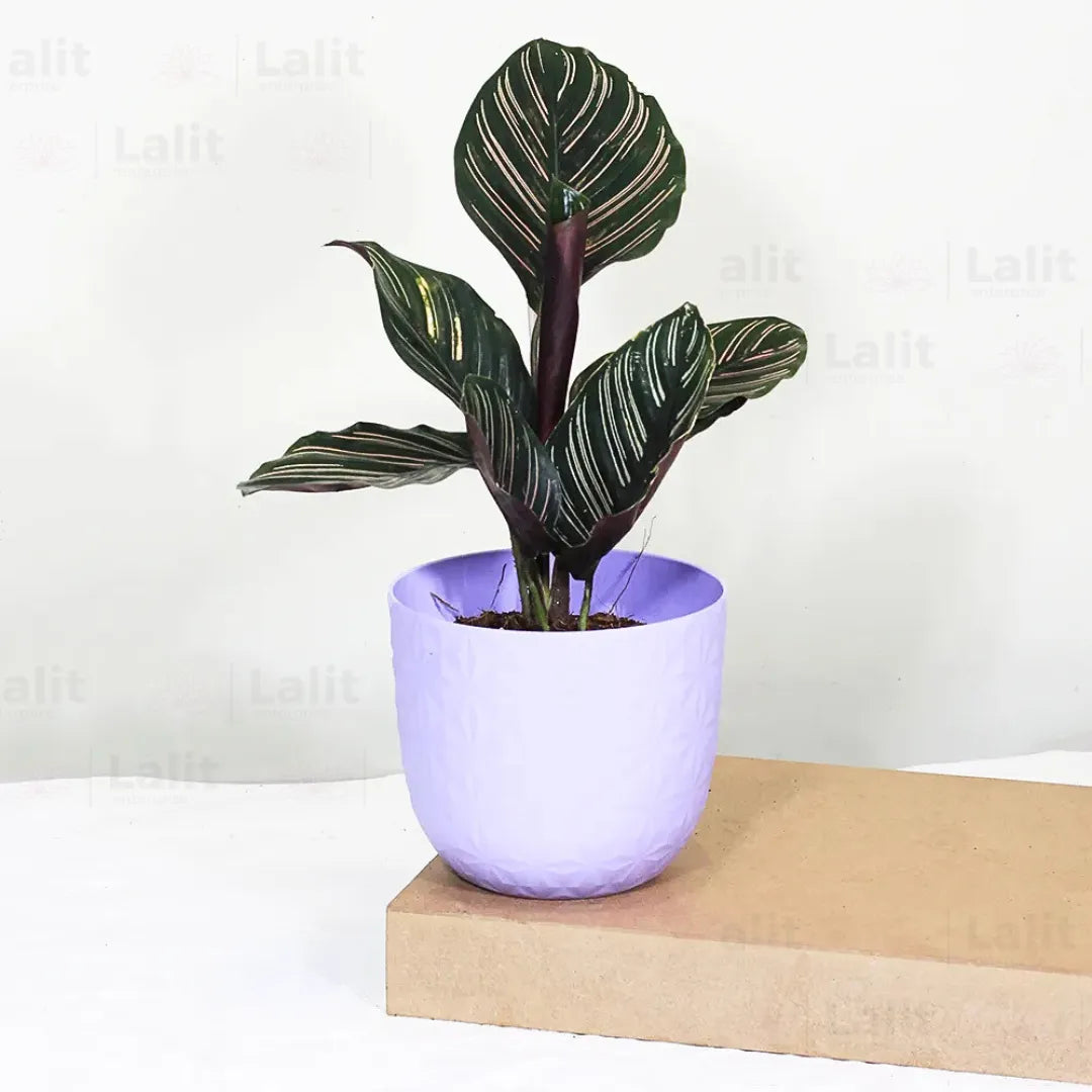 Buy Marantha Ornata Plant (Maranta Majestica, Calathea Ornata) - Plant Online at Lalitenterprise