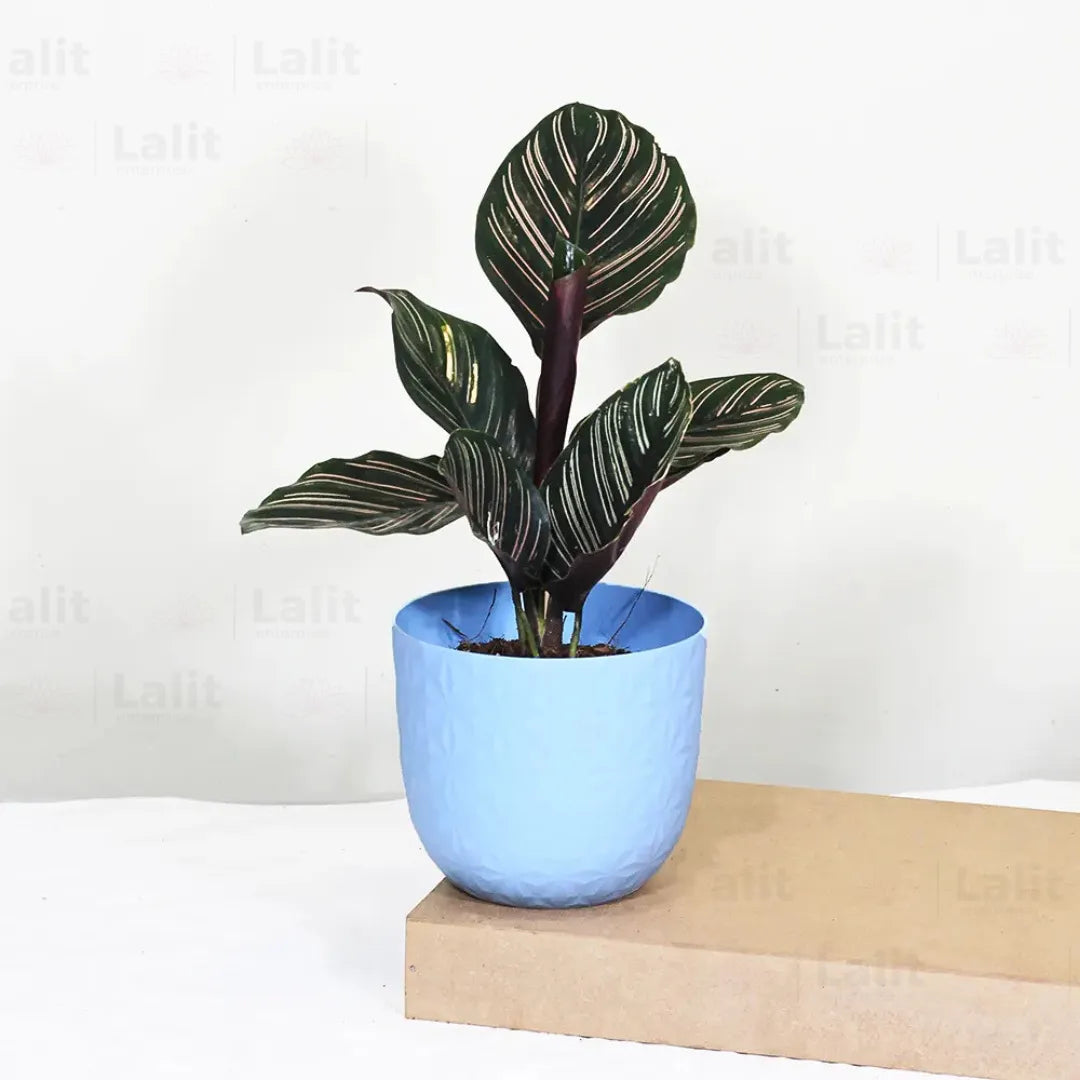 Buy Maranta Majestica - Plant Online at Lalitenterprise