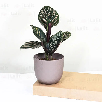 Buy Calathea Ornata - Plant Online at Lalitenterprise