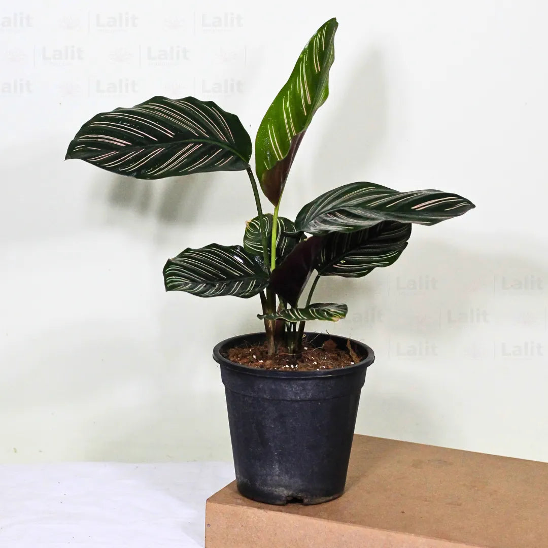 Buy Marantha Ornata (Maranta Majestica, Calathea Ornata) - Plant Online at Lalitenterprise
